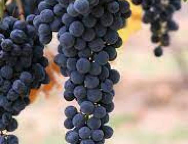 viticulture 2
